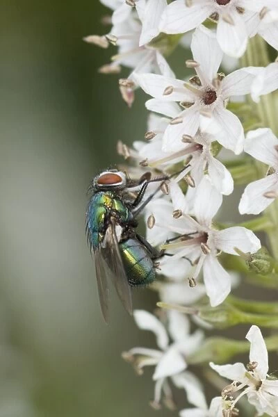 Greenbottle Fly - on Flower Lucilia sericata Essex. UK IN000796