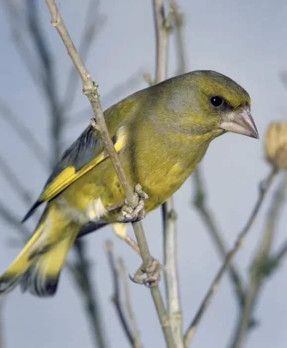 Framed Print : Greenfinch Framed Print : Greenfinch