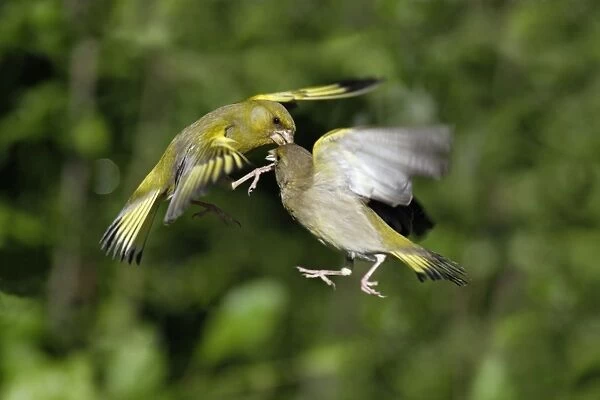 Greenfinch - 2 birds fighting over food in flight, Lower Saxony, Germany