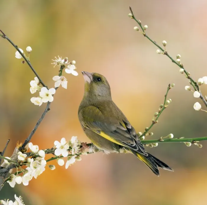 Framed Print : Greenfinch Framed Print : Greenfinch