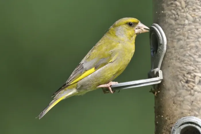 Framed Print : Greenfinch - at bird feeder Framed Print : Greenfinch - at bird feeder
