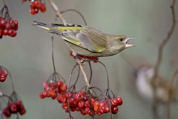 Greenfinch - Feeding on Guelder Rose berries in garden, showing aggression to other birds, winter-time. Lower Saxony, Germany