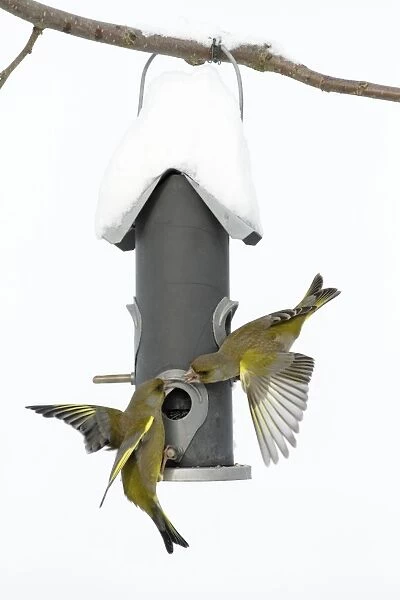 Greenfinch - fighting at bird feeding station in garden - winter - Lower Saxony - Germany