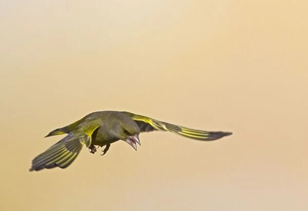 Greenfinch - in flight - Bedfordshire UK 9205