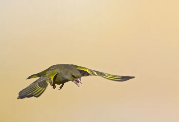 Framed Print : Greenfinch - in flight - Bedfordshire UK 9205 Framed Print : Greenfinch - in flight - Bedfordshire UK 9205