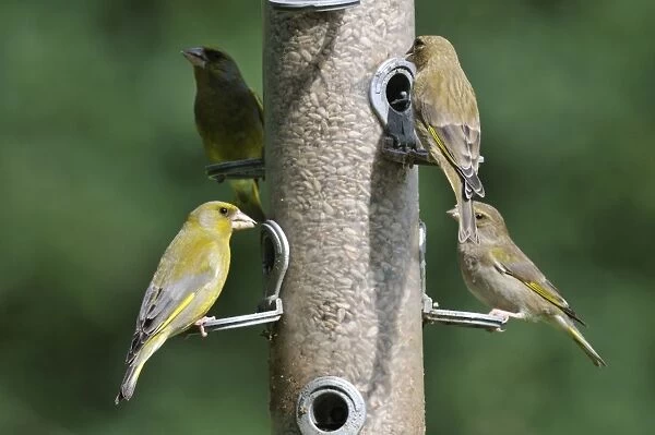 Greenfinch - flock at bird feeder