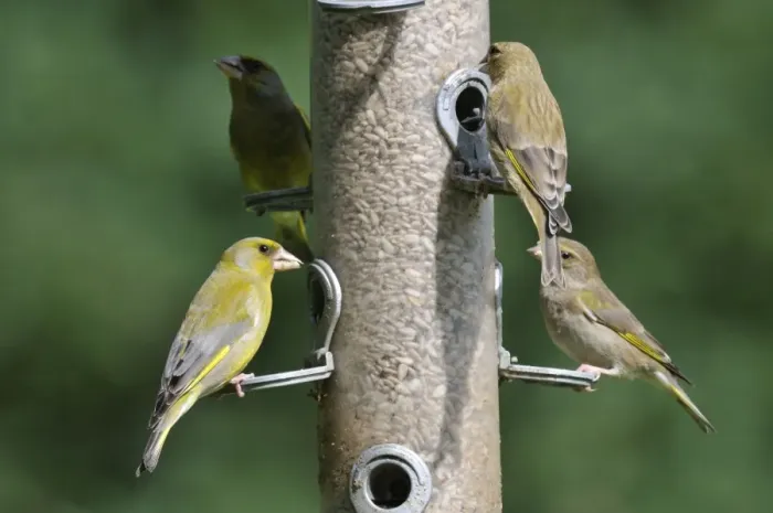 Framed Print : Greenfinch - flock at bird feeder Framed Print : Greenfinch - flock at bird feeder
