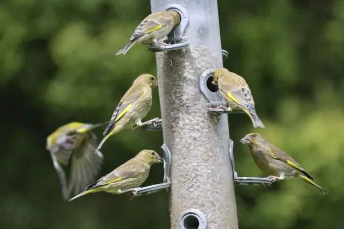Framed Print : Greenfinch - flock at bird feeder Framed Print : Greenfinch - flock at bird feeder