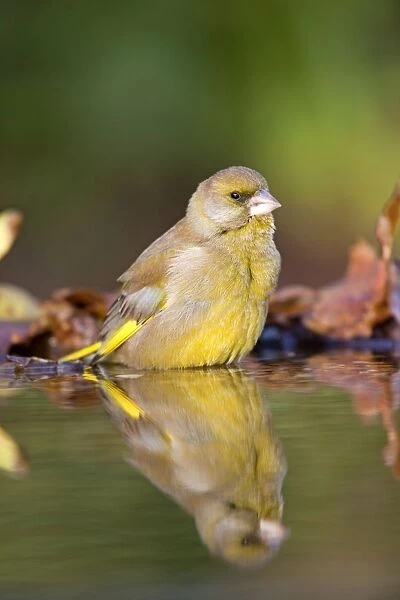 Greenfinch - in garden pond - Cornwall - UK