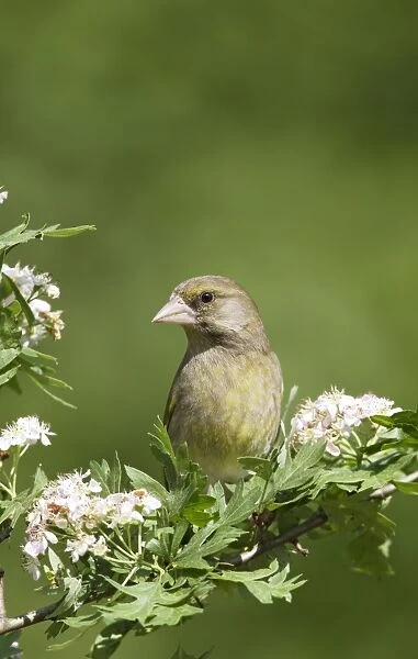 Greenfinch - on hawthorn - Bedfordshire - UK 007573