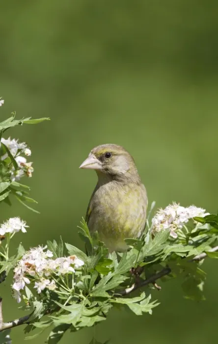 Framed Print : Greenfinch - on hawthorn - Bedfordshire - UK 007573 Framed Print : Greenfinch - on hawthorn - Bedfordshire - UK 007573
