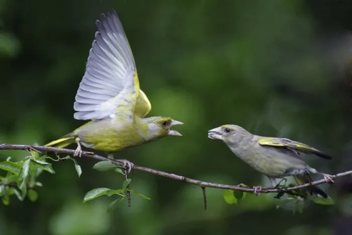 Framed Print : Greenfinch - male begging food from female, courtship behaviour, Lower Saxony, Germany Framed Print : Greenfinch - male begging food from female, courtship behaviour, Lower Saxony, Germany