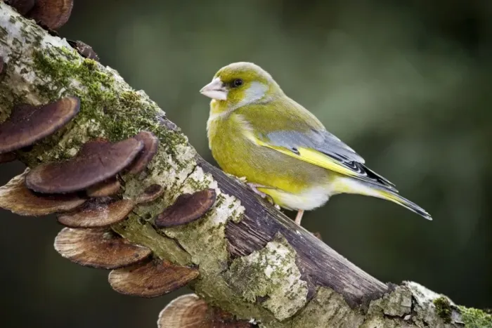Framed Print : Greenfinch - male on branch Framed Print : Greenfinch - male on branch