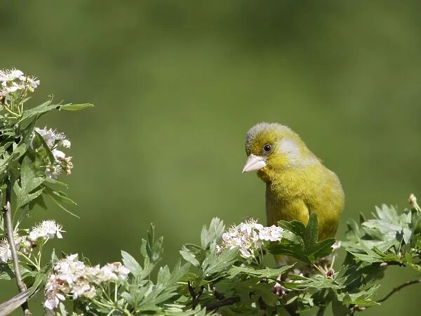 Greenfinch - male on hawthorn - Bedfordshire - UK 007577