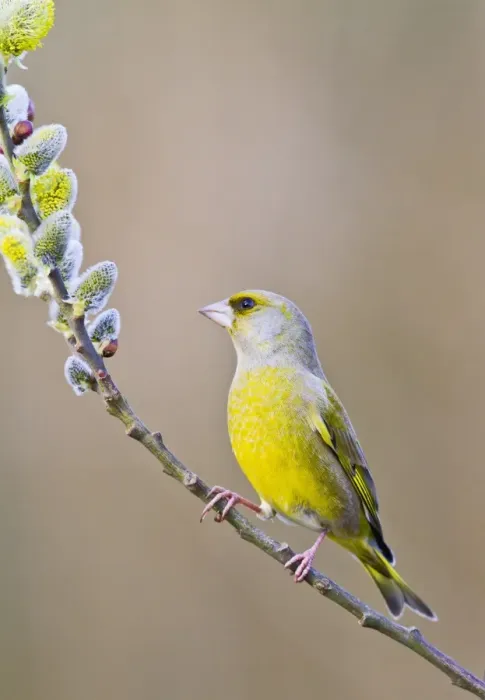 Framed Print : Greenfinch - male on pussy willow - Bedfordshire UK 9464 Framed Print : Greenfinch - male on pussy willow - Bedfordshire UK 9464
