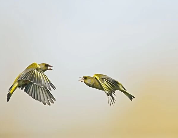 Greenfinch - males fighting in flight - Bedfordshire UK 9519