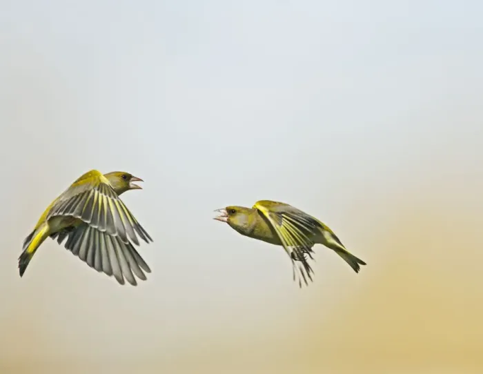 Framed Print : Greenfinch - males fighting in flight - Bedfordshire UK 9519 Framed Print : Greenfinch - males fighting in flight - Bedfordshire UK 9519