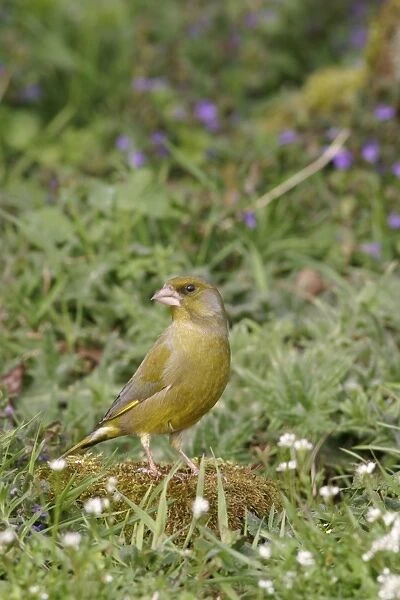 Greenfinch - On mossy stone in plants side view Bedfordshire UK 1632