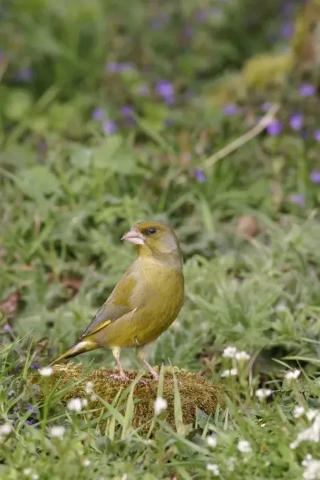 Framed Print : Greenfinch - On mossy stone in plants side view Bedfordshire UK 1632 Framed Print : Greenfinch - On mossy stone in plants side view Bedfordshire UK 1632