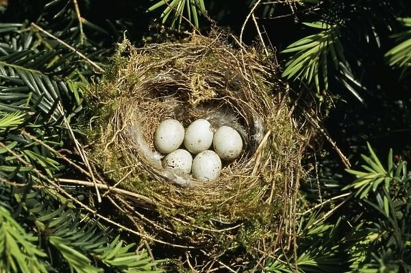 Greenfinch - nest with eggs
