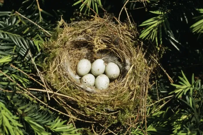 Framed Print : Greenfinch - nest with eggs Framed Print : Greenfinch - nest with eggs