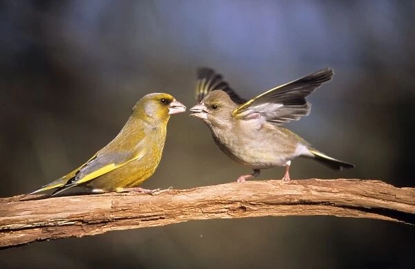 Greenfinch - pair courtship diplaying in spring
