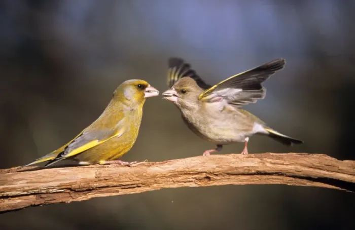 Framed Print : Greenfinch - pair courtship diplaying in spring