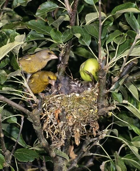 Greenfinch - pair at nest with chicks in Apple Tree Sussex, UK