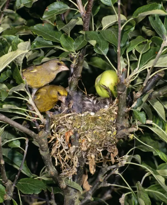 Framed Print : Greenfinch - pair at nest with chicks in Apple Tree Sussex, UK Framed Print : Greenfinch - pair at nest with chicks in Apple Tree Sussex, UK