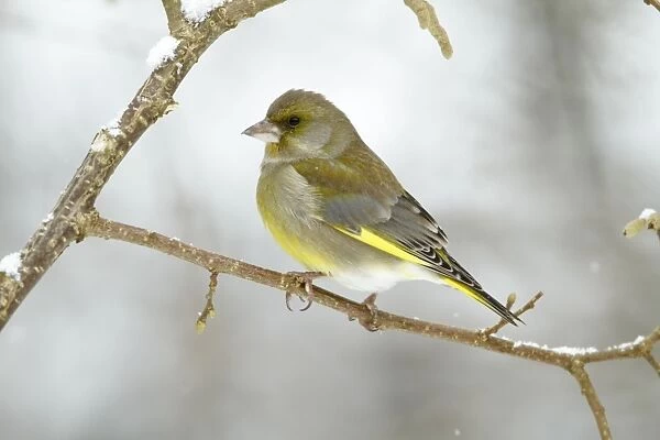Greenfinch - perched on branch in winter - Lower Saxony - Germany