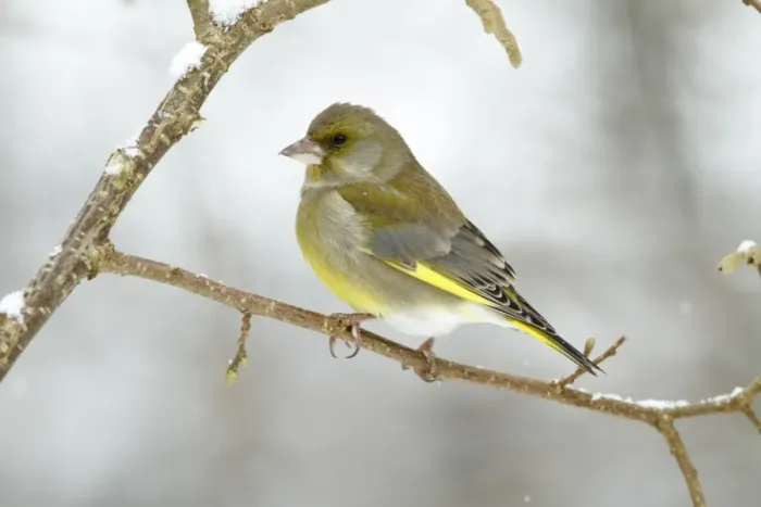 Framed Print : Greenfinch - perched on branch in winter - Lower Saxony - Germany Framed Print : Greenfinch - perched on branch in winter - Lower Saxony - Germany