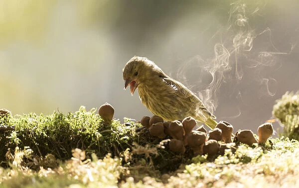 greenfinch with puffballs and spore smoke