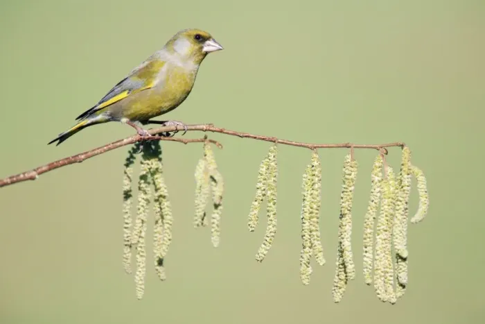 Framed Print : Greenfinch - sitting on flowering, hazel branch, Lower Saxony, Germany Framed Print : Greenfinch - sitting on flowering, hazel branch, Lower Saxony, Germany