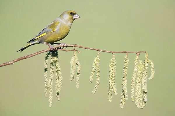 Greenfinch - sitting on flowering, hazel branch, Lower Saxony, Germany