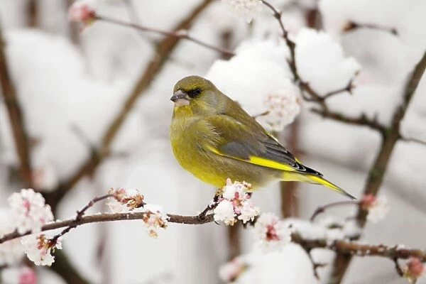 Greenfinch - on snow covered flowering Viburnum, Lower Saxony, Germany