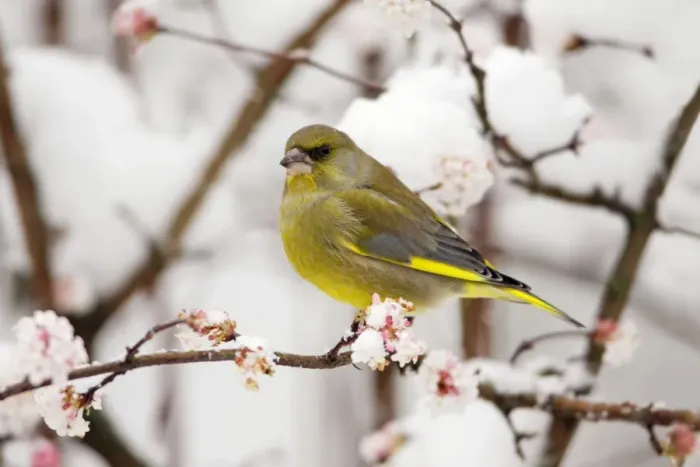 Framed Print : Greenfinch - on snow covered flowering Viburnum, Lower Saxony, Germany Framed Print : Greenfinch - on snow covered flowering Viburnum, Lower Saxony, Germany