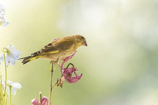 greenfinch standing on a lily