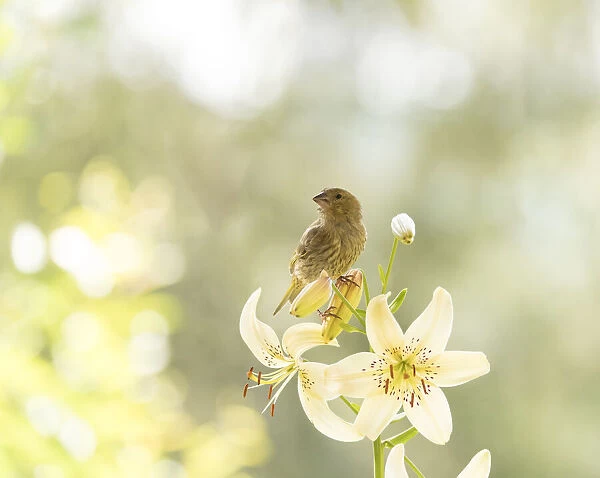 greenfinch standing on a white lily