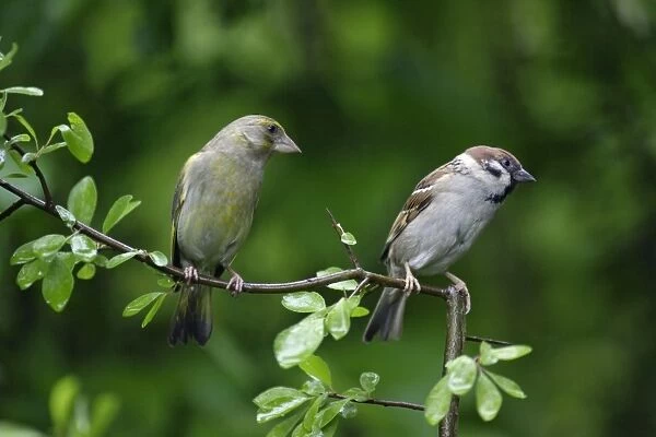 Greenfinch and Tree Sparrow - (Passer montanus), Lower Saxony, Germany