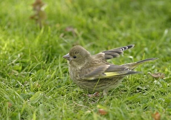 Greenfinch - Youngster food begging in meadow side view. Bedfordshire UK 023