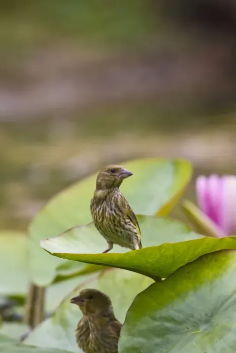 Framed Print : Greenfinch - youngsters exploring lily pad - Bedfordshire UK 11766 Framed Print : Greenfinch - youngsters exploring lily pad - Bedfordshire UK 11766