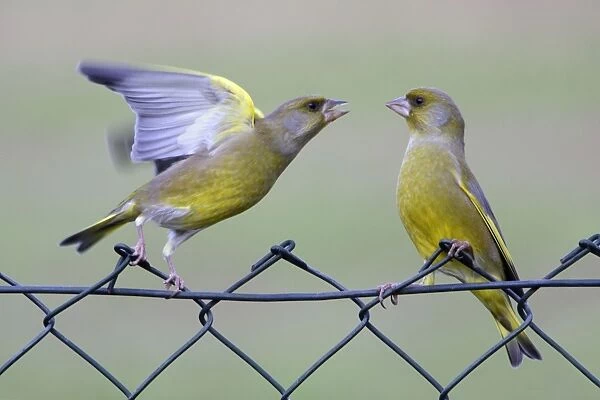 Greenfinches - 2 male birds fighting on garden fence Lower Saxony, Germany