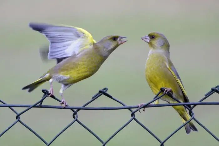 Framed Print : Greenfinches - 2 male birds fighting on garden fence Lower Saxony, Germany Framed Print : Greenfinches - 2 male birds fighting on garden fence Lower Saxony, Germany