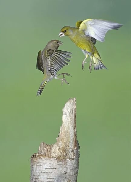 Greenfinches - fighting in flight - Bedfordshire - UK 007245