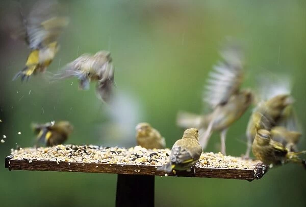 Greenfinches - flying from bird table