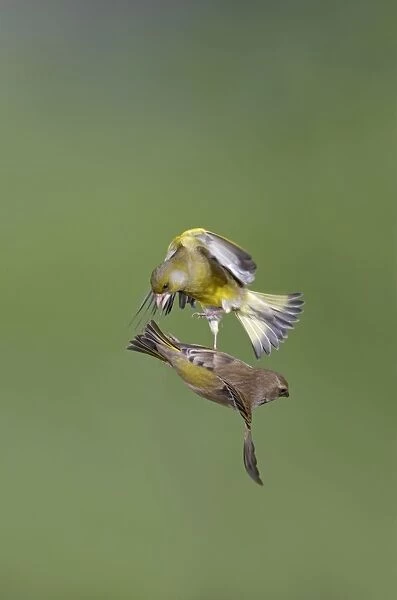 Greenfinches - males fighting in flight - Bedfordshire - UK 007108