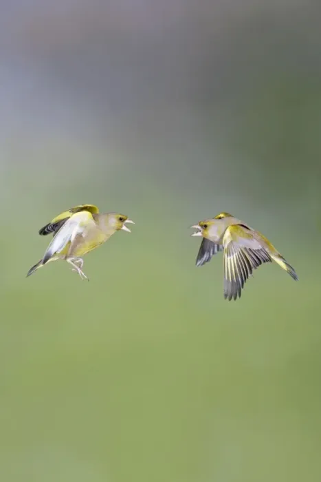 Framed Print : Greenfinches - males fighting in flight - Bedfordshire - UK 007100 Framed Print : Greenfinches - males fighting in flight - Bedfordshire - UK 007100
