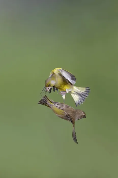 Framed Print : Greenfinches - males fighting in flight - Bedfordshire - UK 007108 Framed Print : Greenfinches - males fighting in flight - Bedfordshire - UK 007108