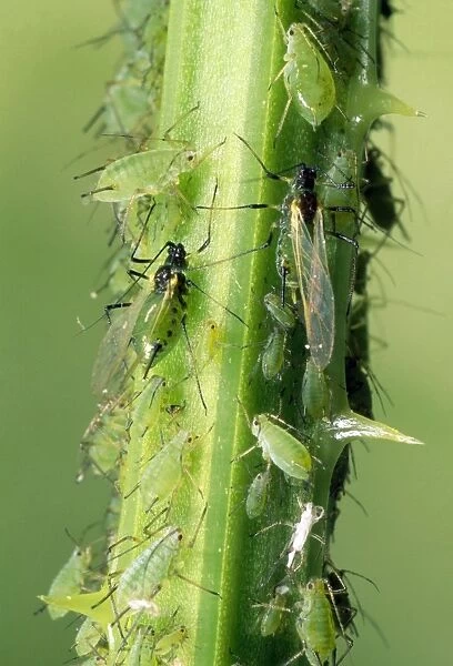 Greenfly Aphids - on plant stem - UK