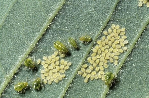 Greenfly Aphids PPG 40 With young on leaf © Pascal Goetgheluck  /  ARDEA LONDON